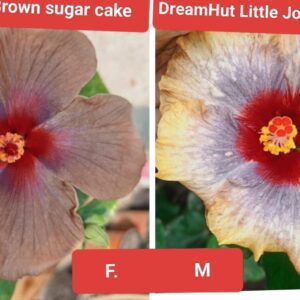 Brown Sugar Cake X DreamHut Little Joe