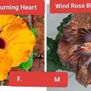 Caribbean Burning Heat X Wind Rosa Black Wing Peng