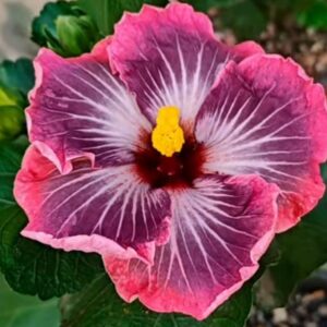 Carribean Shining Star