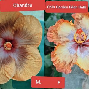 Chandra X Chi's Garden Eden Oath