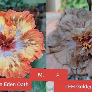 Chi's Garden Eden Oath X LEH Golden Cicada