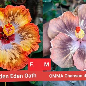 Chi's Garden Eden Oath X OMMA Chanson D Autumn