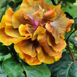 Chi's Garden Forest Rhapsody