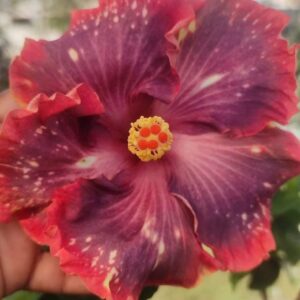 Chi’s Garden Grace of La paz