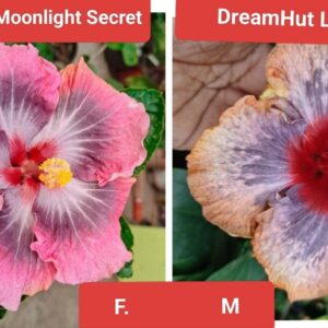 Chi's Garden Moonlight Secret X DreamHut Little Joe