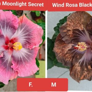 Chi's Garden Moonlight Secret X Wind Rosa Black Wing Peng