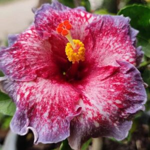 Chi’s Garden Roses in Palm