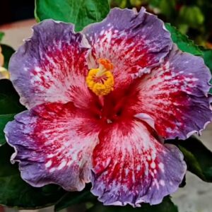 Chi's Garden Roses in Plams