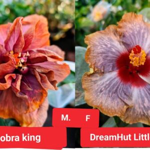 DS Cobra King DreamHut Little Joe