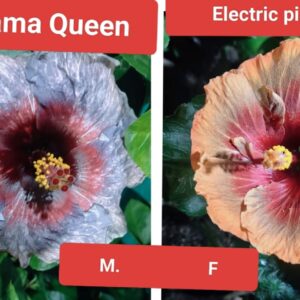 Drama Queen X Electric Pizza