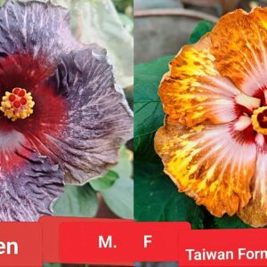 Drama Queen X Taiwan Formosa Honey Toast