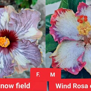 Dream Snow Field X Wind Rosa Evening Star