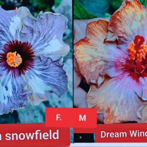 Dream Snowfield Dream Wind Whisper