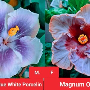 DreamHut Blue White Porcelin X Magnum Opus