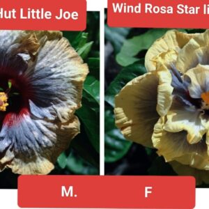 DreamHut Little Joe Wind Rosa Star Lion Mask