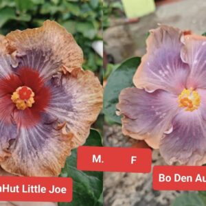 DreamHut Little Joe X Bo Den Aurora Blade