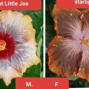 DreamHut Little Joe X Starlight