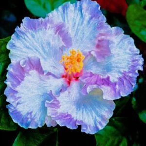 DreamHut Violet Aesthetics