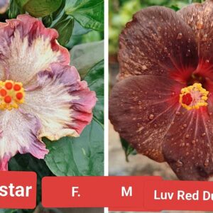 Evening Star X Luv Red Dust Inn