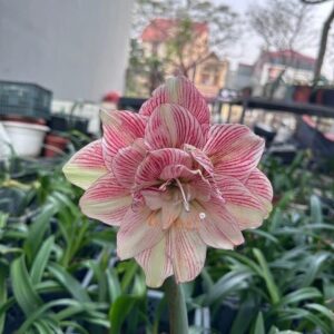 Fascinated - 6 cm bulb