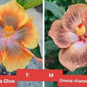 Formosa Aura Glow Omma Chanson Dautomne