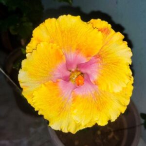 Formosa Hot Girl Dancing