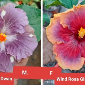 Formosa Spring Dwan X Wind Rosa Glacier is Brilliant