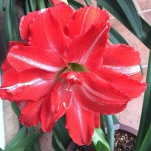 Fragnant Ribbed Princess