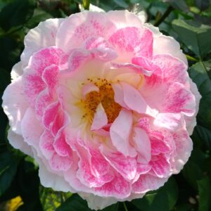 HOLIDAY ISLAND GUERNSEY