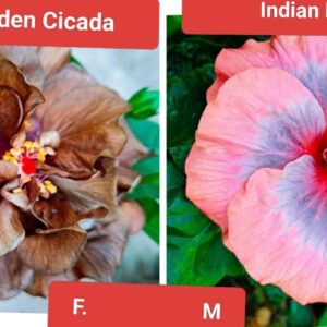 Hibiscus Seeds Pack of 3 Seeds