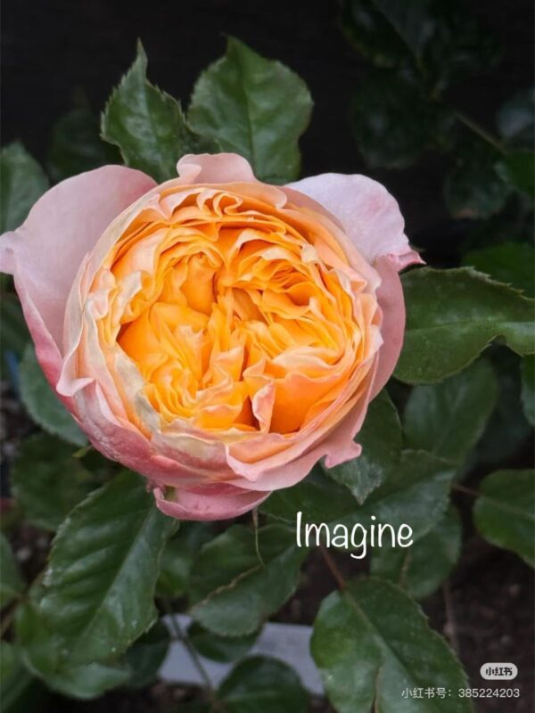 Imagine 50 Roses David Austin Crown Princess Margareta Rose
