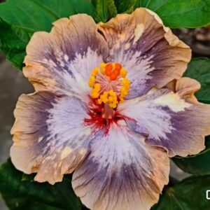 LEH Dream Blue Print