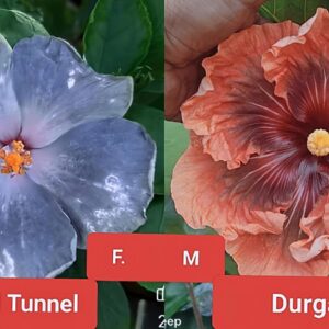 LEH Wind Tunnel X Durga