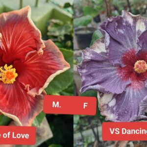 Language Of Love X VS Dancing Doll