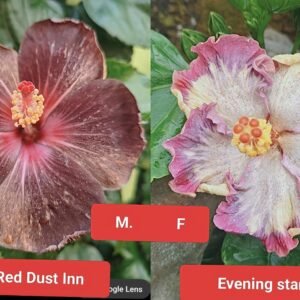 Luv Red Dust Inn X Evenning Star