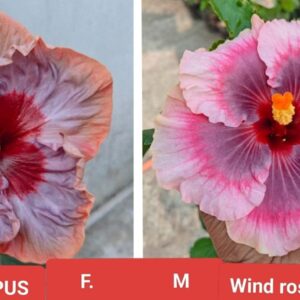 Magnum Opus X Wind Rosa Nine Yarn