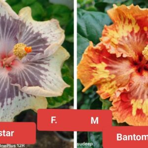 Midnight Star X Bantom Rooster