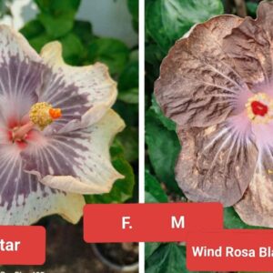 Midnight Star X Wind Rosa Black Wing Peng