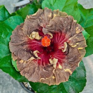 Mioli Fatal Attraction