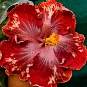 Mioli Godess of Wisdom