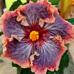 Peter’s Pretty Women