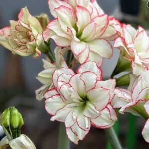 Phi Phi - Small size bulbs