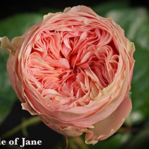 Pride of Jane