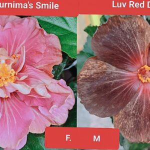 Purnima's Smile X Luv Red Dust Inn