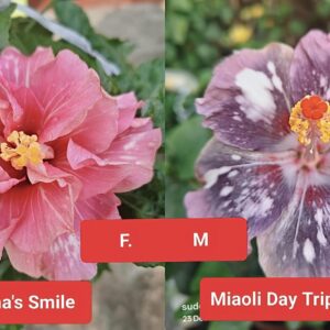 Purnima's Smile X Miaoli Day Tripper