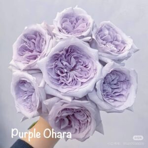 Purple Ohara
