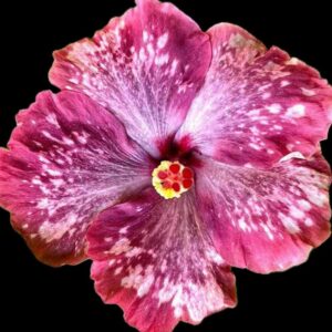 QMMA Charles Passion