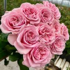 Rebellion Sweet Rose