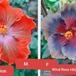 Resurrection X Wind Rosa Hidden Style