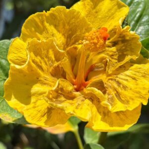 Sakura’s Golden Mountain